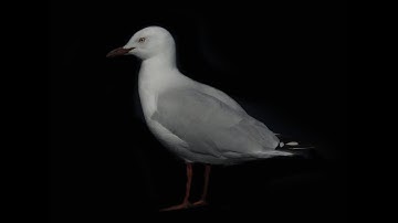 How to get a dark background without a studio, backdrop, and without lights - Low Key Photography