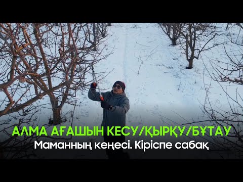 Бейне: Таза ағаштарды кесу - таза ағаштарды қалай және қашан кесу керек