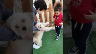 Playing with the LeeLoo Dog #shortvideo #short