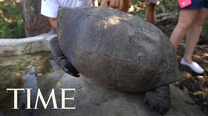 A Tortoise Species That Was Feared Extinct Was Found In The Galapagos | TIME - DayDayNews