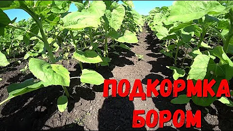 Подкормка Подсолнечника Бором,Гуматом с микроэлементами/Внесение Бора на Подсолнечник/Подкорм Бором.
