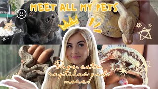 MEET ALL MY PETS! (40+ ANIMALS! DOGS, CATS, BIRDS, REPTILES \& MORE!)