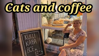 Кофейня Cats & Coffee /Киці та кава/кафе с кошками в Харькове/СТИХиЯ