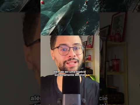 Megatubarão ficou coerente?