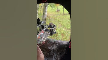 Hnub no yav yuav tsaus ntuj wb tau mus yos tua tsiaj, tua tau ib tug muas lwj (deer) #deerhunting