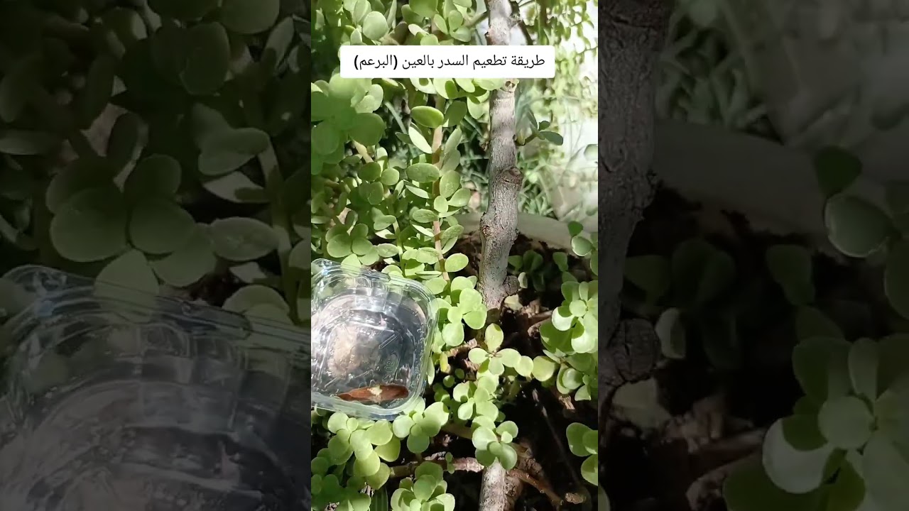 @طريقة تطعيم السدر بالعين (البرعم)