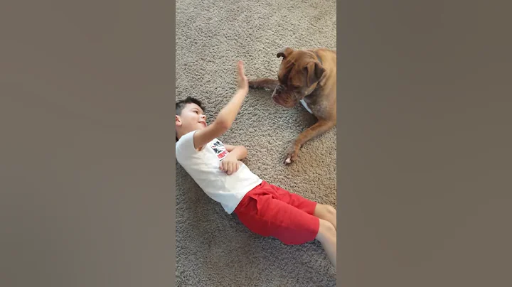 Dog high fiving with boy