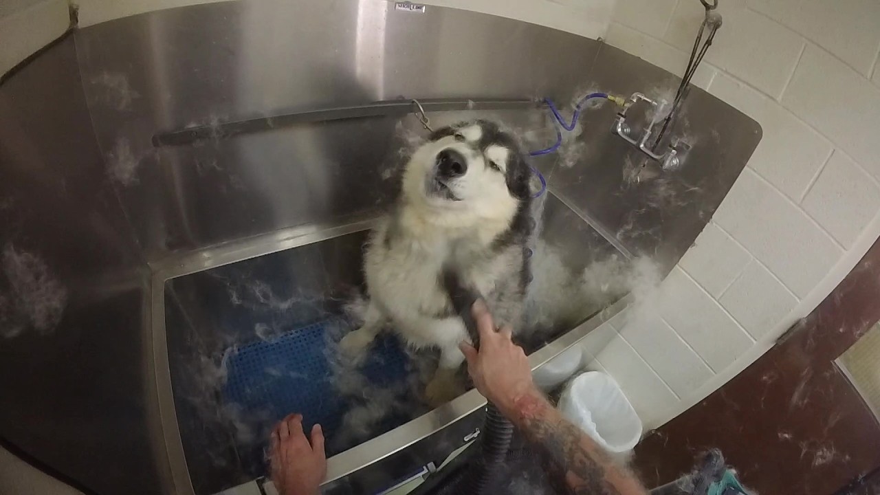 Grooming a Difficult Siberian Husky. POV ASMR