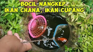 BOCIL NANGKEP IKAN CHANA, IKAN CUPANG, IKAN HIAS DI SUMUR TUA