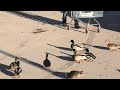 Дикие утки прилетели в магазин за хлебом || wild ducks flew to the store for bread