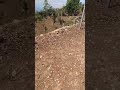 Gau ghar#villagelife#simplelifestyle #viralvideo