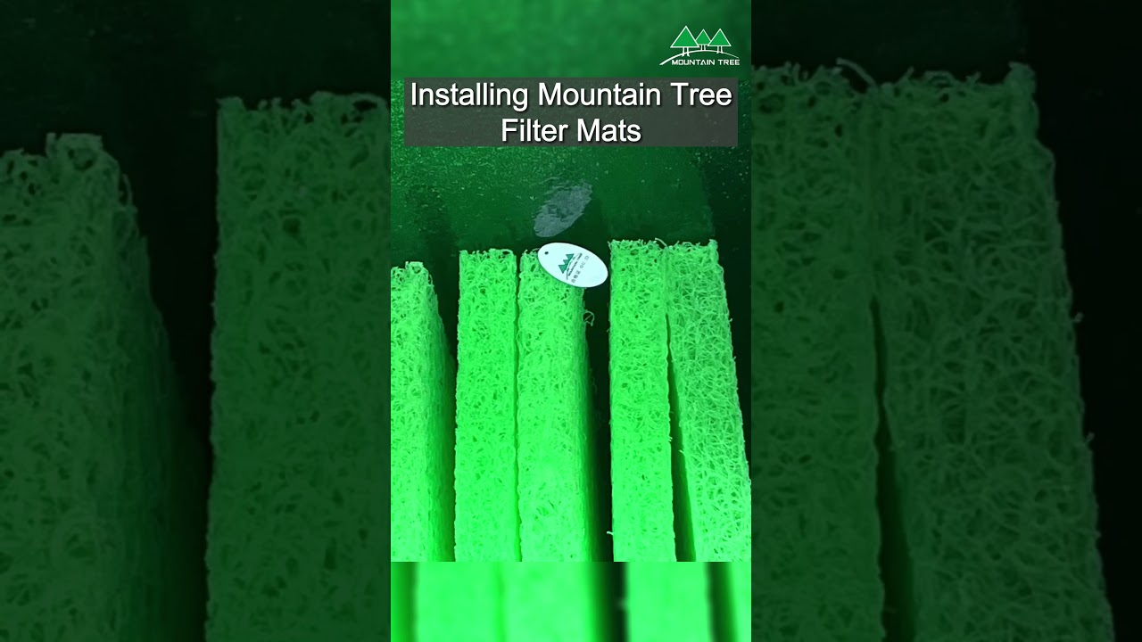 korean coffee shop（with subtitle） mountaintree