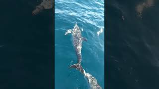 Baby Dolphin with Mom and Dad playing off the Bow