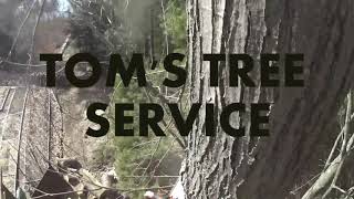 Tree removal Norton Shores tight quarters. More info at http://treetom.net/