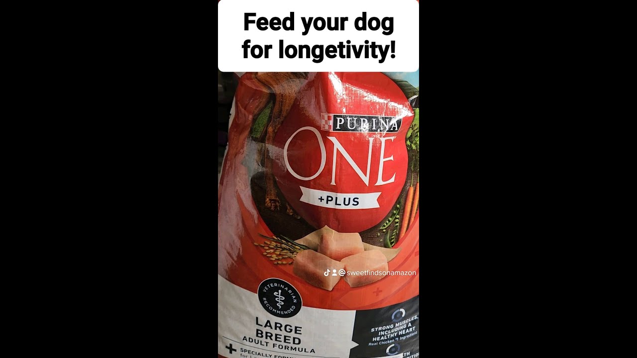 The Best Dog Food For Large Breeds: Purina One Plus Adult Dog Food Formula