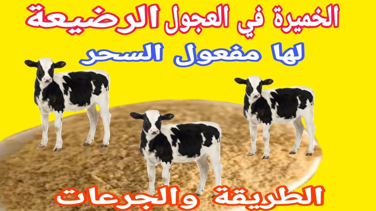 خميرة الخبز مع العجول الرضيعة .( قوالب الخميرة او الخميرة الفورية)  يومياً تحسن النمو .د/السيدالطوخي