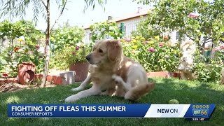 Consumer Reports offers tips to fight fleas on pets