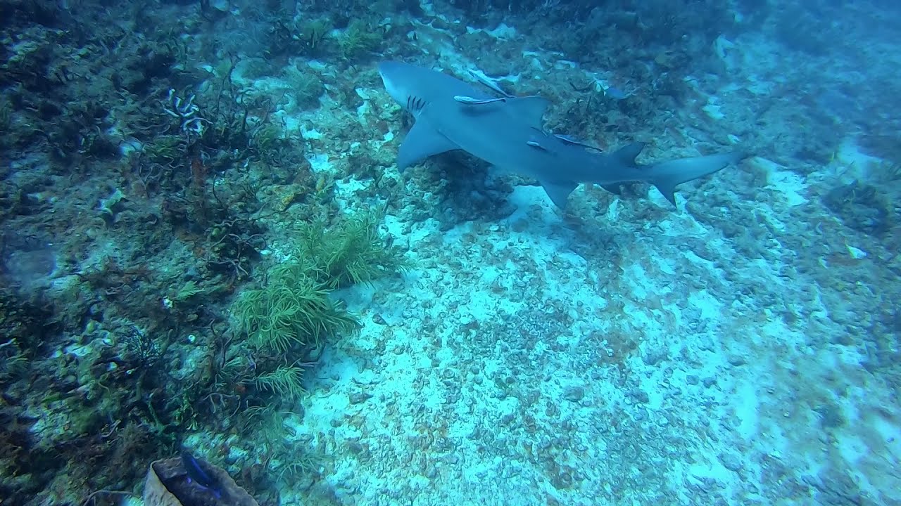 Bull Shark Eating Moray Eel