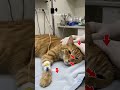 Si oren berbaring tak berdaya #cat #catlovers #shorts