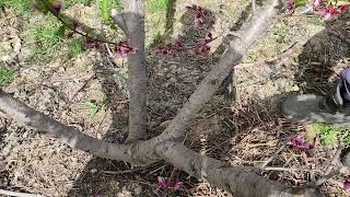 복숭아 나무 3년생부터 수확 많이하는방법.도장지 예방방법.일소피해 예방 방법.결과지 많이 만드는방법.당도 올리는방법.