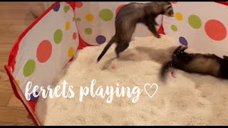 Ferrets Playing♡ (digging, rolling, stashing, dooking...... the life of a ferret lol)