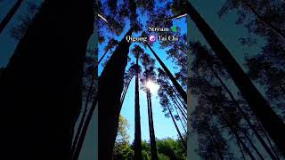 Утро, ☀️ день и вечер ! Регулярные занятия в Сосновом 🌲 Лесу ! Stream ✨ Qigong ☯️ Tai Chi