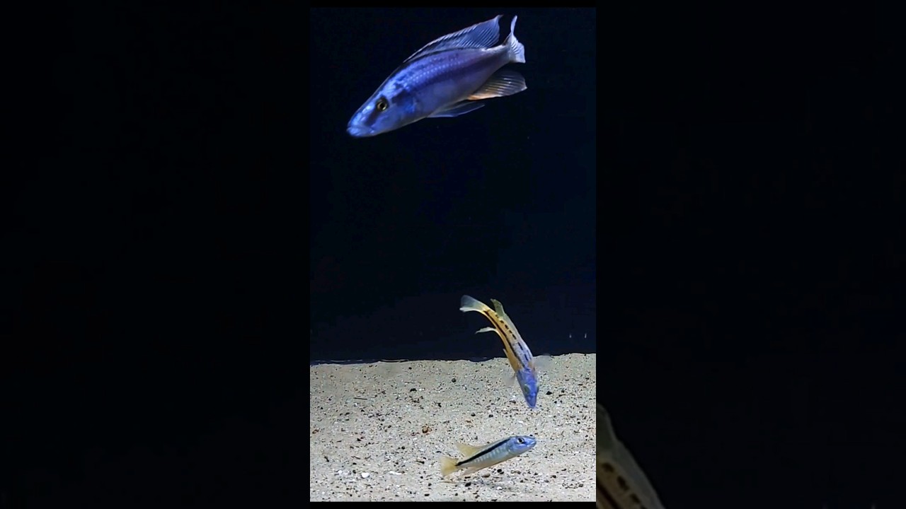 Aristochromis Christyi - Malawi Hawk Predator haps cichlid 