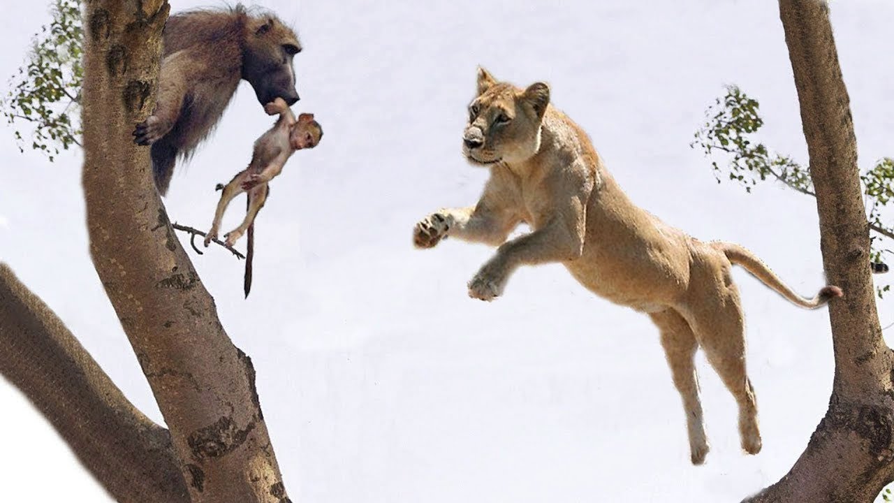 Lion Jumps on The Tree To Attack Baby Monkey - Fierce Battle of Baboon in  India | Cheetah vs Gemsbok - YouTube