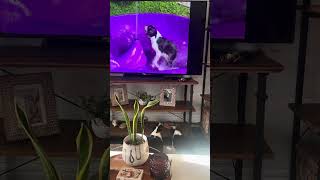 Playful Boston Terrier Siblings Jump in Front of Television