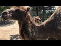 Лапушкин линяет, такой забавный) Camel Lapushkin molts