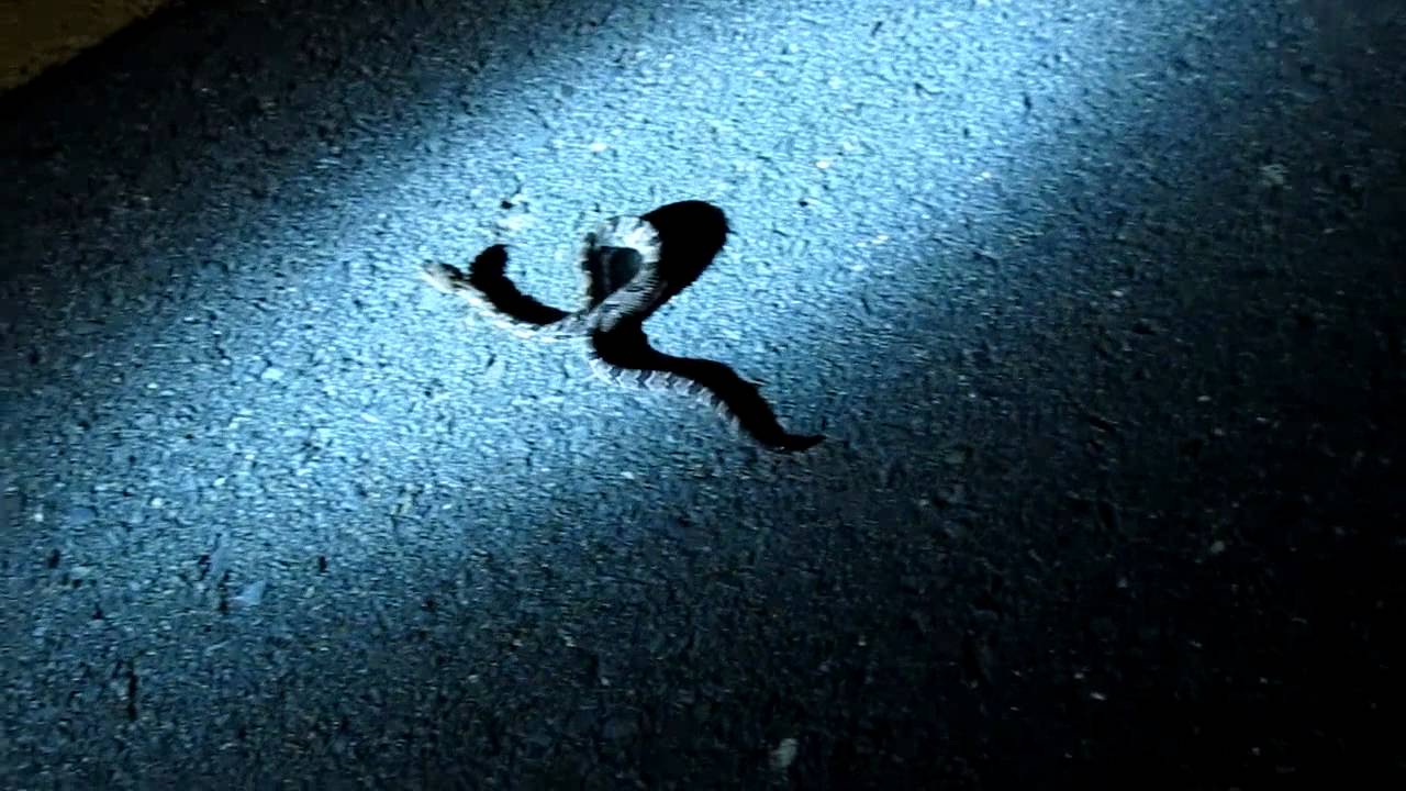 Peachland trip Sept 2011 020 Baby Canebreak Rattler.MOV