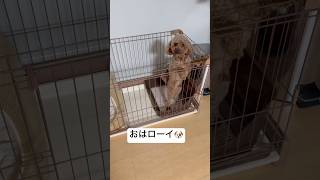 【トイプー🤎】おはロイ🐶✨#トイプードル #shorts #癒し #癒し動画 #犬のいる暮らし #愛犬