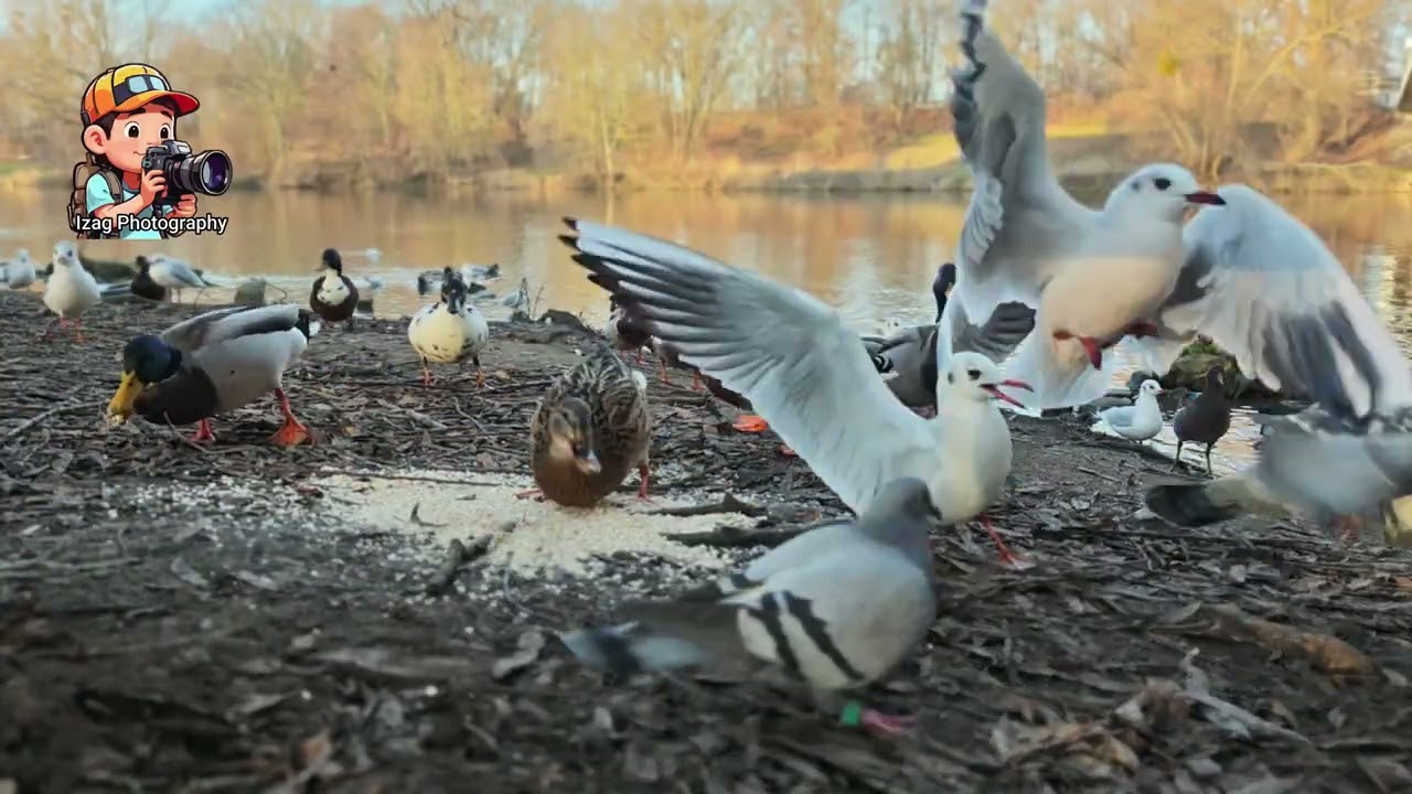 Wunderschöne Möwen - Beautiful seagulls / 4K
