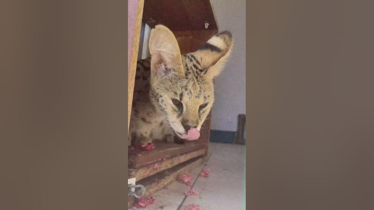 Сервал Валюша 🐅The big serval eats meat. #caracal #cat #cute #serval #