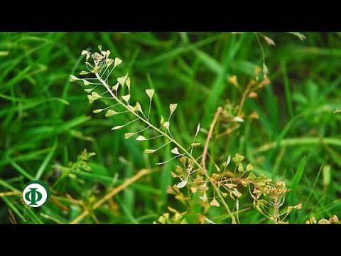 279 Пастушья сумка – при гипертонии и атонии кишечника