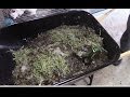 Rabbit manure information uses and composting