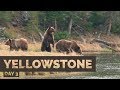 Springtime Wildlife Photography in Yellowstone - Day 3