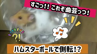 ハムスターボールで行ったりきたり② 【ハムスターボール】【ハムスター散歩】【ハムスターおもちゃ】