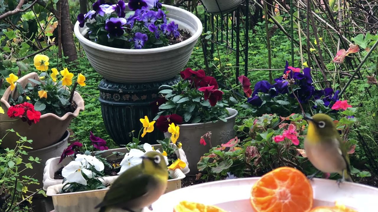 2026年1月18日今日のメジロくん