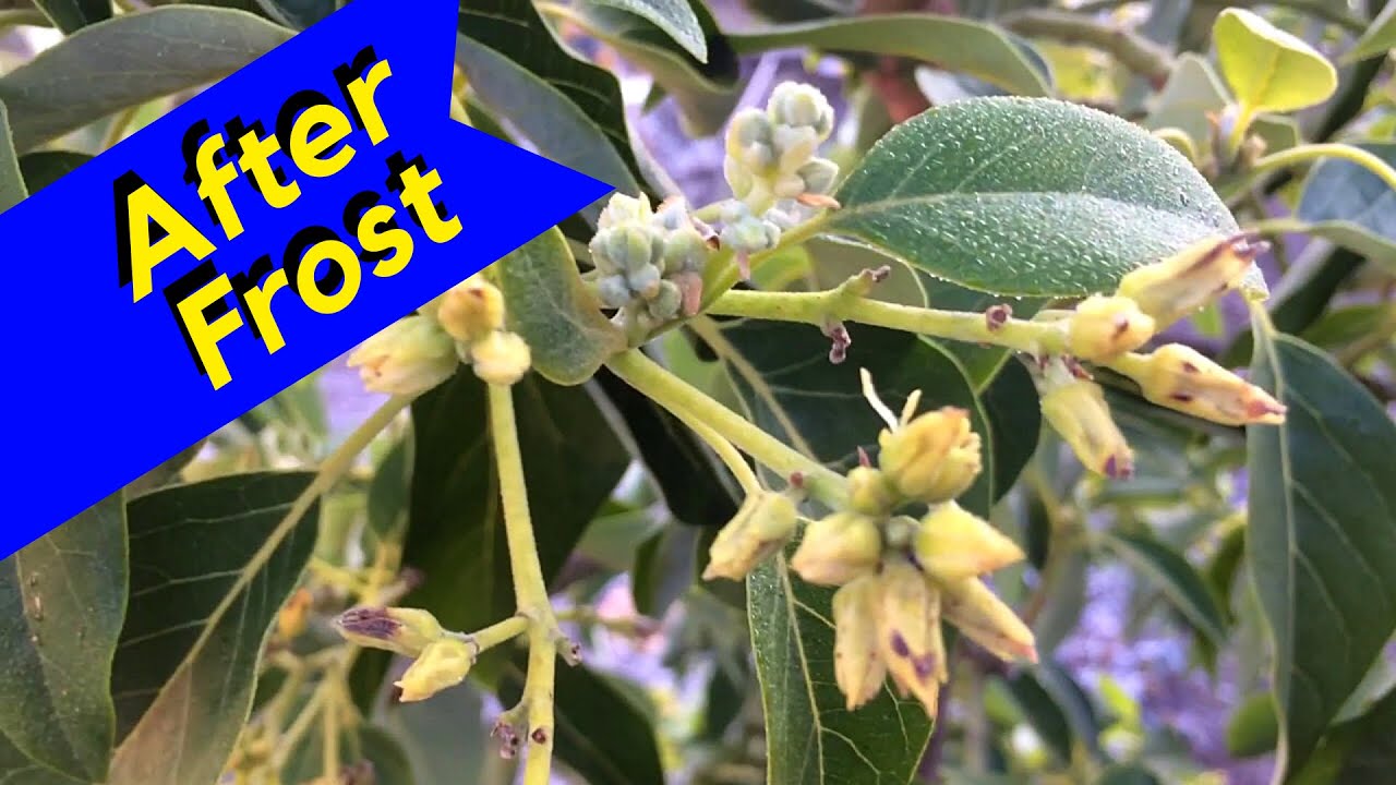 Avocado Tree After Frost (Still Blooming) YouTube