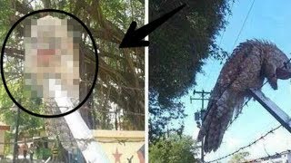 Petani tak sengaja temukan BURUNG 'BURUK RUPA' , seperti ini tampaknya!