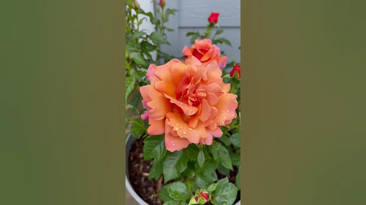 Easy Does It Rose // Multiple Color