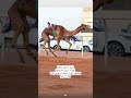 الهابه هجن الشحانية 