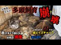 【閲覧注意ゴミ屋敷】2022年秋 猫の岩見沢多頭飼育崩壊(後編)逃げまどう猫たちを必死で保護