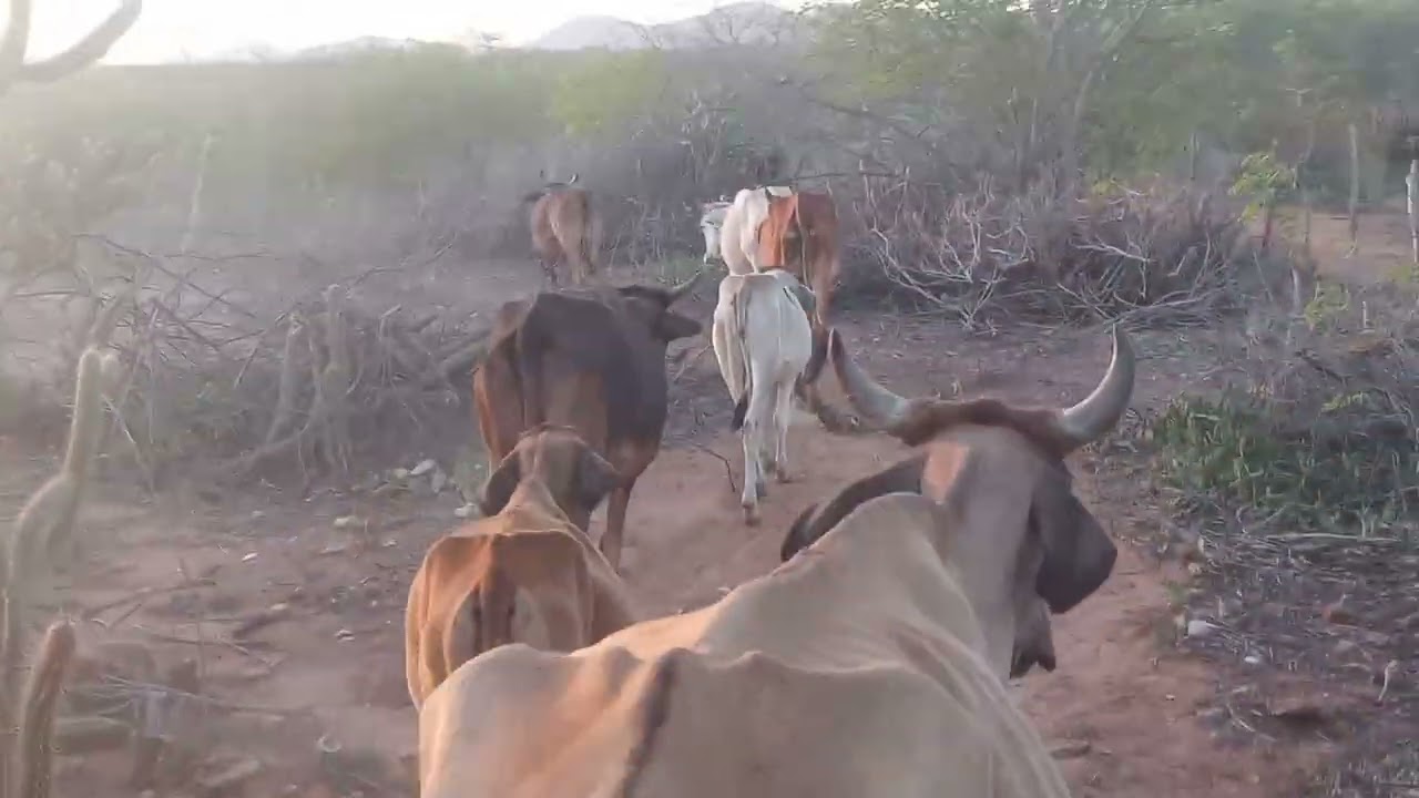 Fui buscar o gado pra o curral com esse lindo pôr do sol. #gado #caminhoparaumavidamelhor #fazenda 