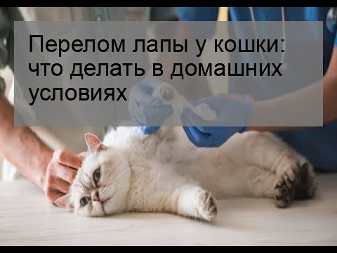 Сломана лапа у кота что делать в домашних условиях