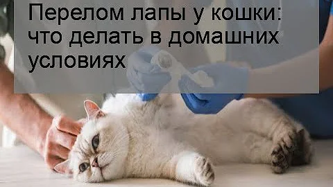 Перелом лапы у кошки: что делать в домашних условиях