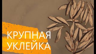 УКЛЕЙКА Можайское вдхр ловля уклейки зимняя рыбалка по последнему льду на водохранилище