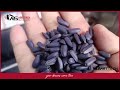 TOHUM KAPLAMA MAKİNESİ | SEED COATING MACHINE | الة طلاء البذور