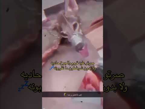 مقطع الذيب المنتشر 